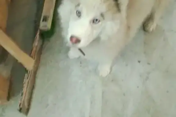 Пропала собака, ул. Володарского, Полевской - photo