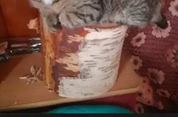 Пропала кошка, Иркутск - photo