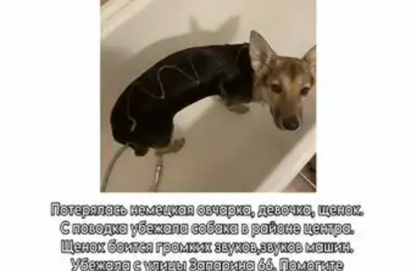 Пропала собака, ул. Запарина, 66, Хабаровск - photo