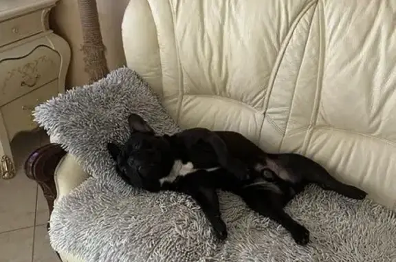 Пропала собака, ул. Фрунзе, Калининград - photo