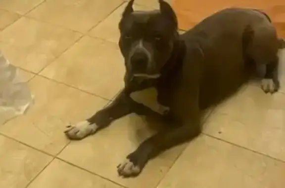 Пропала собака, Сергиевская 45/1, Краснодар - photo