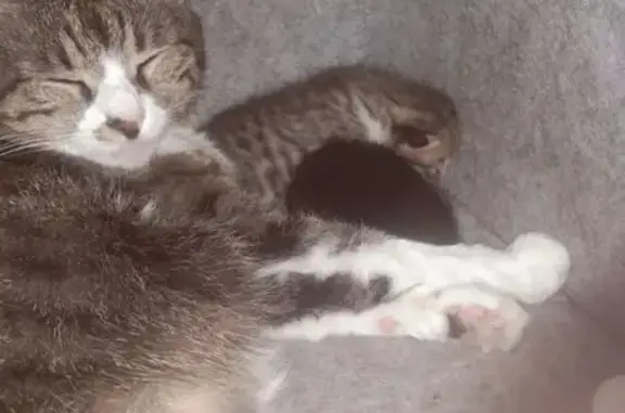 Пропала кошка, ул. Листопадова, 102 - photo