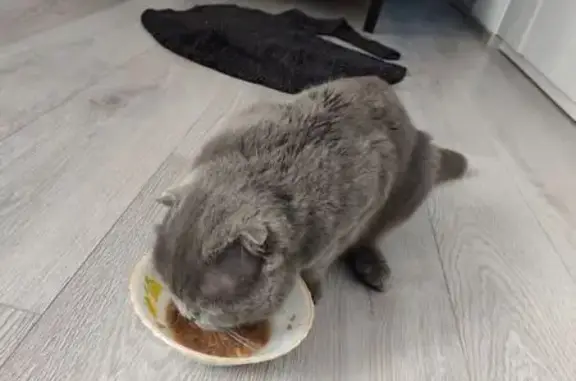 Найдена кошка, Новоначаловский, фото: Кошка найдена: Началовское шоссе