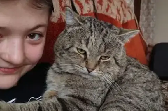 Кошки потеряшки, Алейск, фото: Потеряшка кошка, Октябрьская 100, Алейск