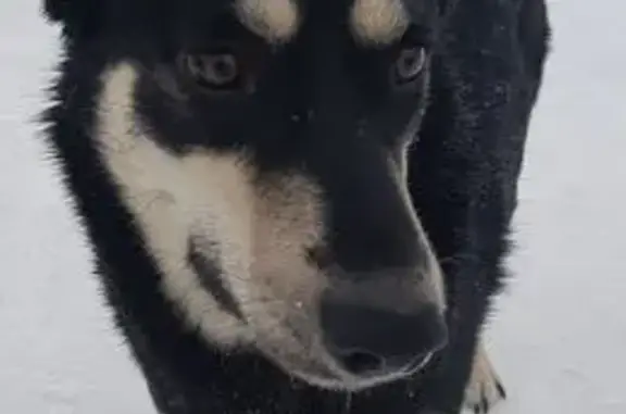 Пропала собака, Юрюзань - photo