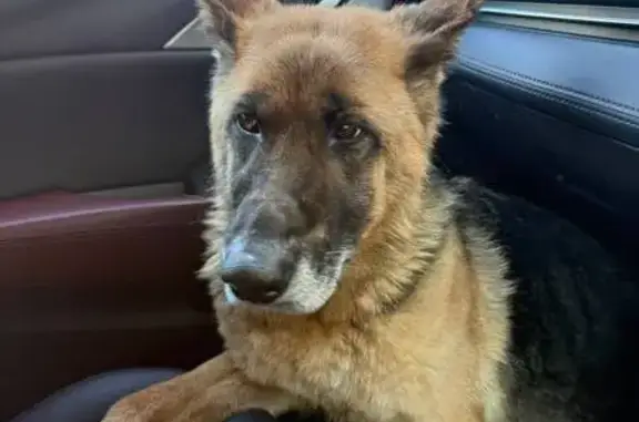 Объявления о пропавших и найденных животных, Биробиджан, фото: Овчарка найдена: Невская ул., 14, Биробиджан