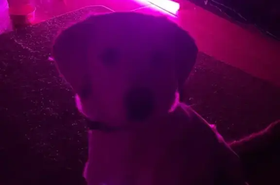 Объявления о пропавших и найденных животных, Нововоронеж, фото: Собака найдена у Пятёрочки, пр. Революции, 55