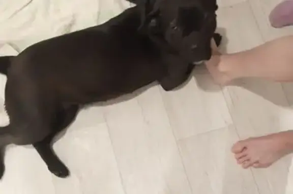 Объявления о пропавших и найденных животных, Сызрань, фото: Собака найдена на Звёздной улице, Сызрань