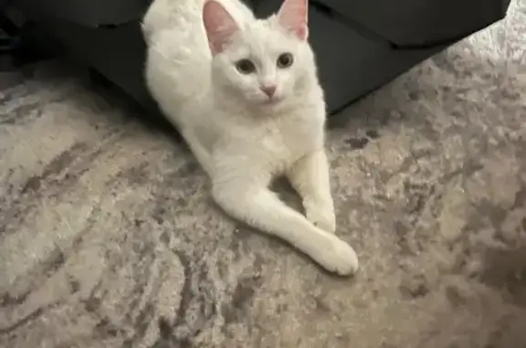 Пропала кошка, ул. Мичурина 29, Химки - photo