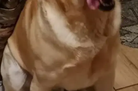 Пропала собака, Красносвободное, Тамбовская обл. - photo