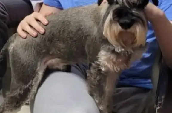 Пропала собака, Подгоренка, Саратовская обл. - photo