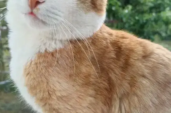 Пропал рыжий кот, Фурманов, Ивановская обл. - photo