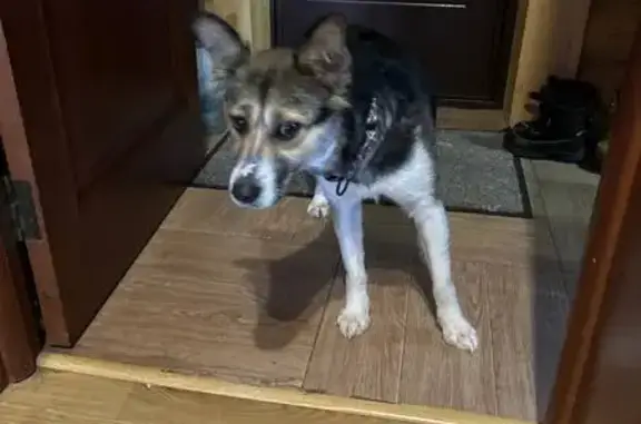 Найдена собака, Боровск, фото: Щенок найден на лыжной трассе, Боровск