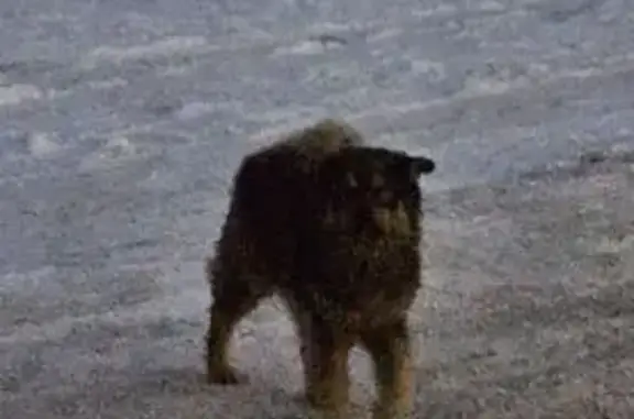 Собака у магазина Светофор, Воротынец - photo