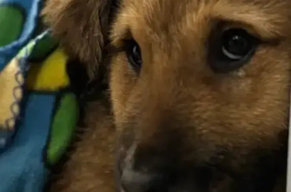 Найдена собака, Москва, фото: Щенок найден на ул. Лескова, Москва