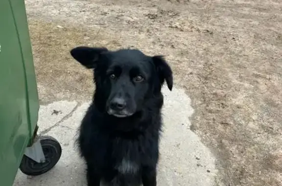 Пропала собака, Синявинское пос., Ленобл. - photo