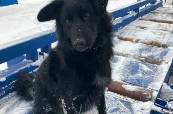 Пропала собака, Синявинское пос., Ленобл. - photo