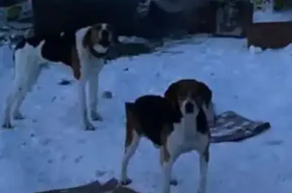 Найдена собака, Кудиново, фото: Бигль найден в с. Ильинское, Калужская обл.