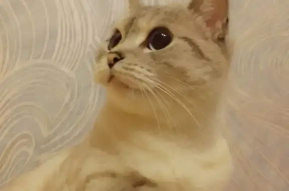 Пропала кошка, ул. Пушкина, 44А, Новотроицк - photo