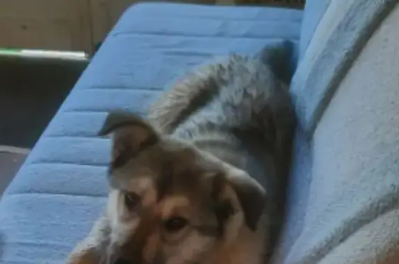 Пропала собака на Профсоюзной, Колпашево - photo