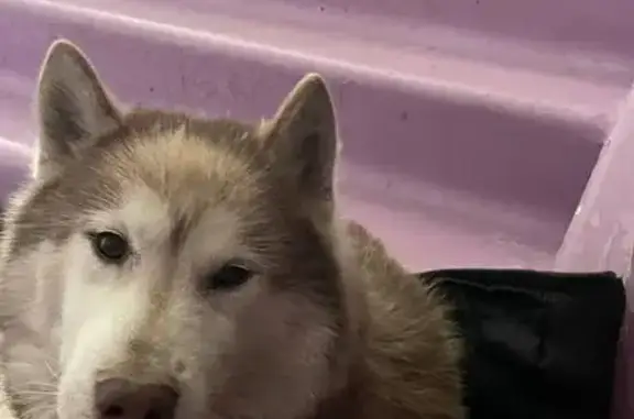 Найдена собака, Красноярск, фото: Собака найдена на Алёши Тимошенкова, 131