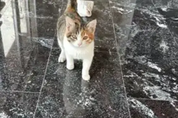 Найдена кошка, Ессентуки, фото: Кошка найдена: ул. Ленина, Ессентуки