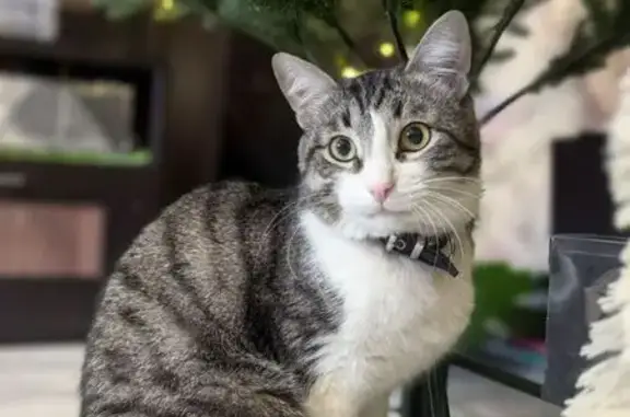 Пропала кошка на Тверской площади - photo