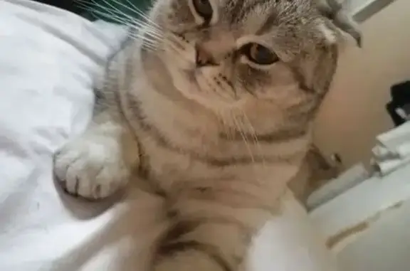 Пропала кошка, Краснодар - photo