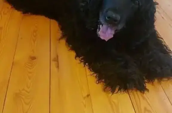 Найдена собака, Волоколамск, фото: Найдена собака, Осташово, Волоколамск