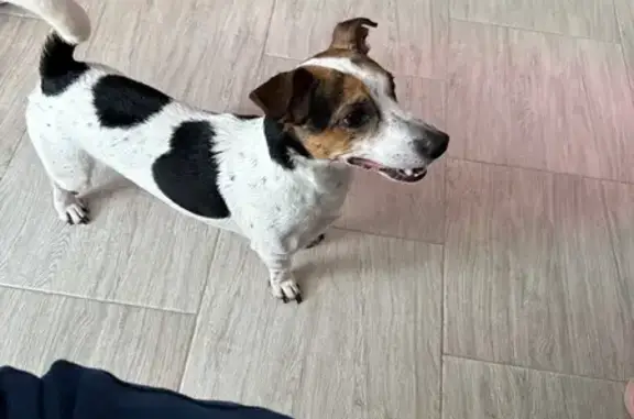 Найдена собака, Москва, фото: Найдена собака в электричке, Москва