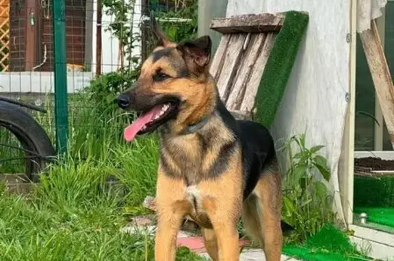 Собаки потеряшки, Екатеринбург, фото: Потеряшка собака, ул. Уральских Рабочих