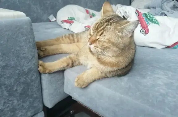 Кошка найдена: пр. Строителей, 20А - photo