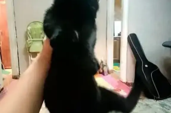 Объявления о пропавших и найденных животных, Протвино, фото: Пропала кошка, Школьная ул. 8, Протвино