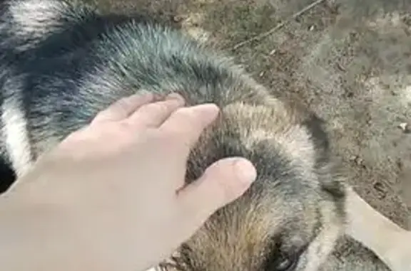 Пропала овчарка, Северо-Западное шоссе, 2 - photo