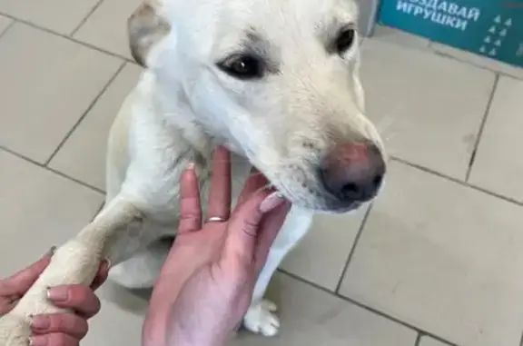 Найдена собака, Чебоксары, фото: Собака найдена: ул. Пирогова, 2 к2, Чеб.