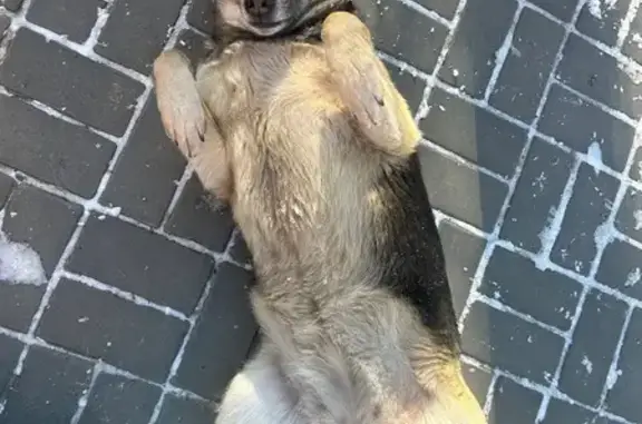 Найдена собака, Волгоград, фото: Собака найдена: Академическая ул., Волгоград