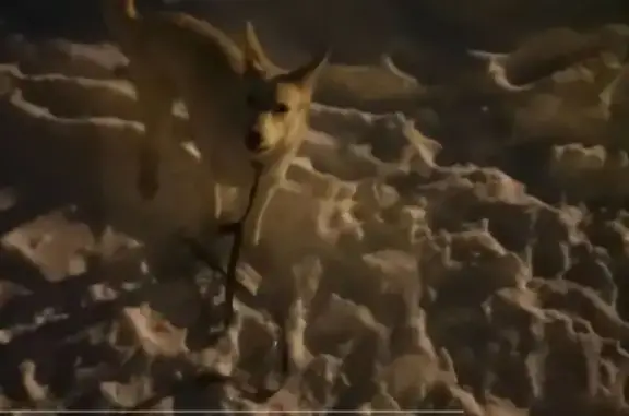 Найдена собака, Иркутск, фото: Собака найдена: мкр. Первомайский 72