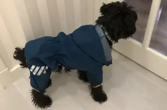 Объявления о пропавших и найденных животных, Ростов-на-Дону, фото: Собака найдена: ул. Горького 211, Ростов-на-Дону