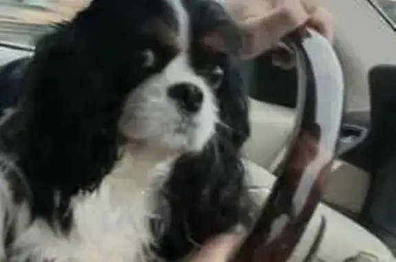 Пропала собака в Мышино, Тверская область - photo