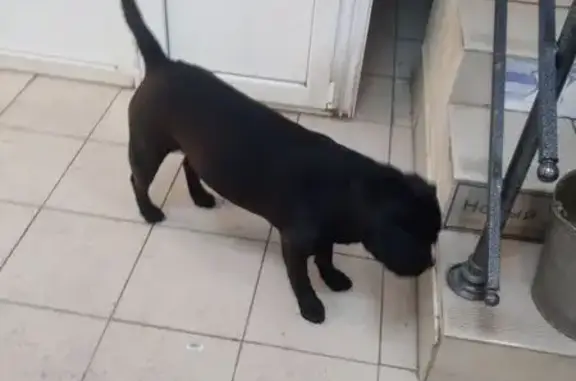 Объявления о пропавших и найденных животных, Сызрань, фото: Щенок лабрадора найден в Сызрани