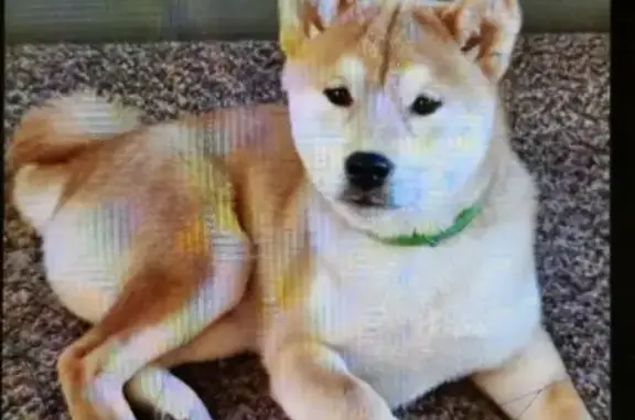 Пропала собака, пр. Наставников, СПб - photo