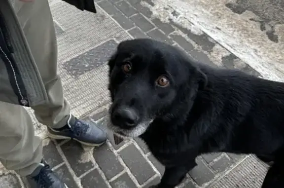 Найдена собака, Тула, фото: Собака у Магнита, Епифанское шоссе, Тула