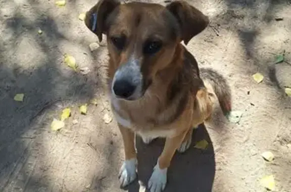 Пропала собака на Ессентукской, 1, Волгоград - photo