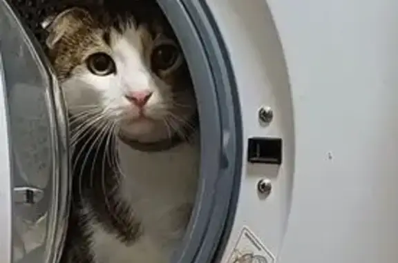 Пропала кошка, ул. Г. Алиева 9, Дербент - photo