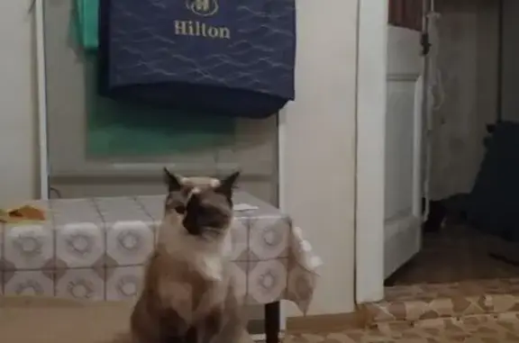 Найдена кошка, Тверь, фото: Трёхцветная кошка найдена, Лазо 55, Тверь