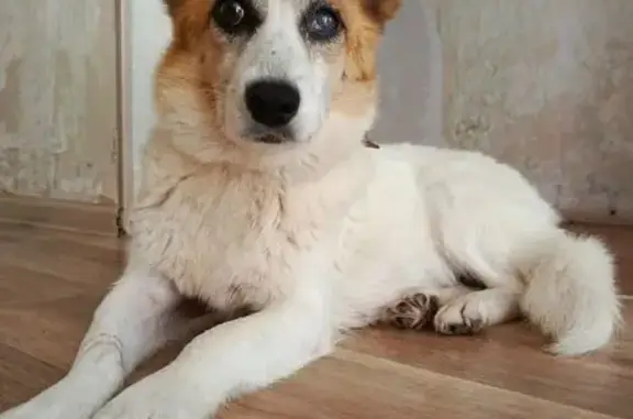 Собаки потеряшки, Чебоксары, фото: Потеряшка собака Алиса, ул. 50 лет Октября, 4А