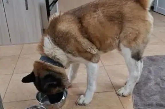 Найдена собака, Видное, фото: Найдена собака, ул. Фокина 8, Видное