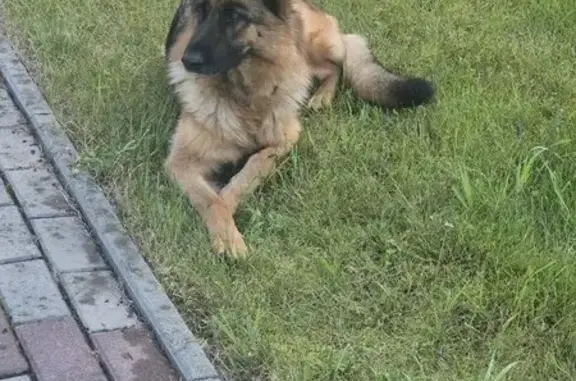 Пропала собака, Городецкая 2, Челябинск - photo