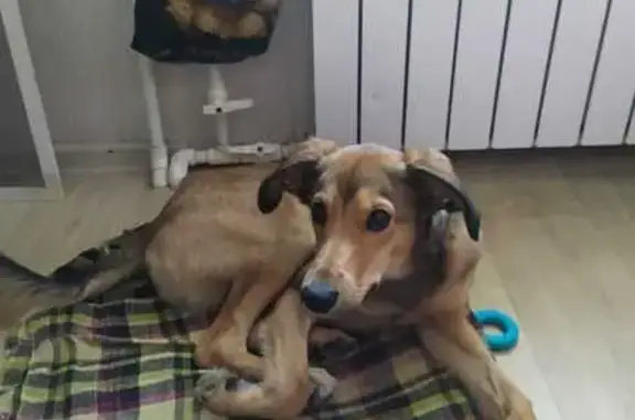 Найдена собака, Людиново, фото: Метис левретки найден в Сукремле, ул. Маяковского, 254А