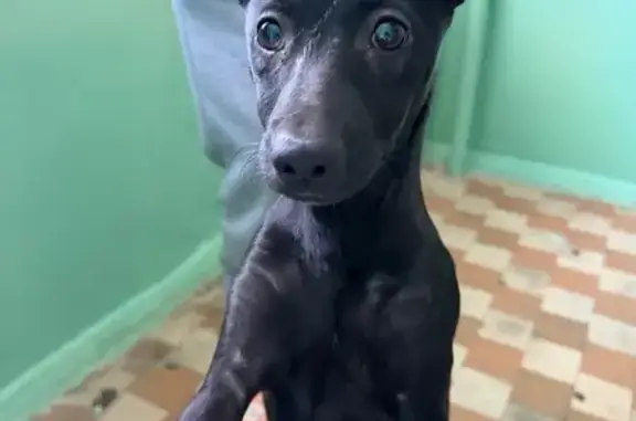 Найдена собака, Воронеж, фото: Щенок найден на улице Ворошилова, 35